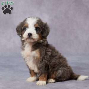 Cora, Mini Bernedoodle Puppy